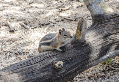 Golden-mantled Ground Squirrel 2022